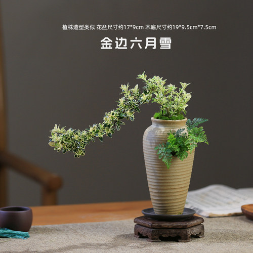 六月雪盆景老桩盆栽造景小摆件室内玄关植物中式茶室绿植花卉禅意 - 图2
