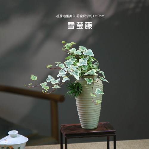 六月雪盆景老桩盆栽造景小摆件室内玄关植物中式茶室绿植花卉禅意 - 图0