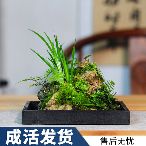 附石菖蒲吸水石小盆景配米竹盆栽室内桌面绿植苔藓微景观水培植物 - 图0