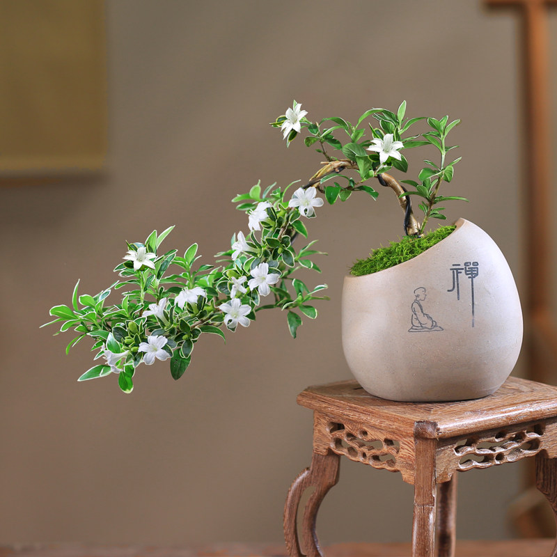 迷你六月雪办公室内桌面小盆栽窗台花卉附石盆景造型悬崖绿植微型,淘宝优惠券,粉丝福利购,淘宝优惠卷