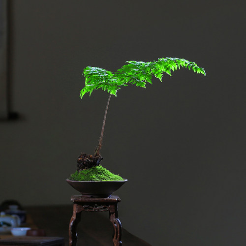红磷蕨类植物一叶蕨小盆栽耐阴好养绿植茶台室内常绿观叶禅意盆景 - 图1