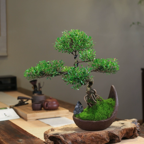 Чинанская старая куча бонсай формы листовка гостиная.