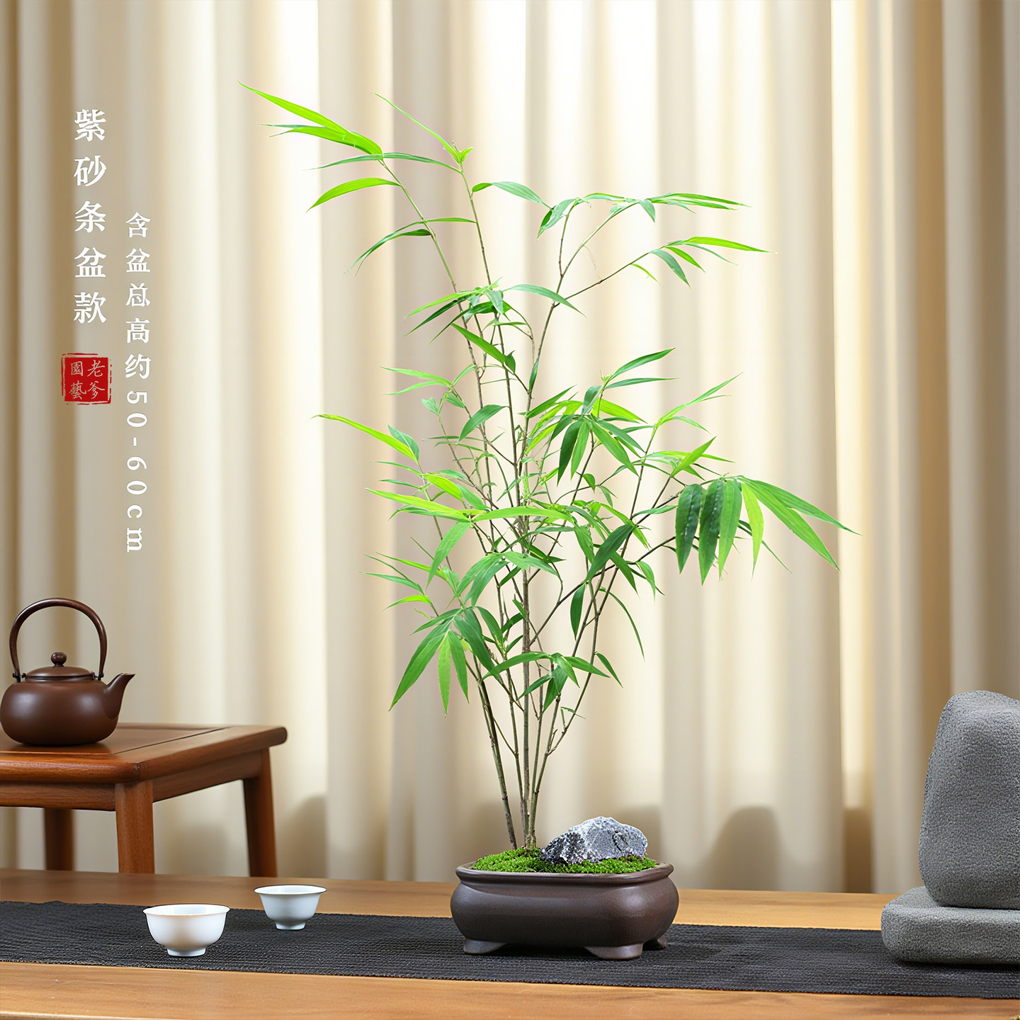 正宗内门竹盆栽竹子苗台湾茶桌观叶绿植桌面绿植盆景竹子室内盆栽,淘宝优惠券,粉丝福利购,淘宝优惠卷