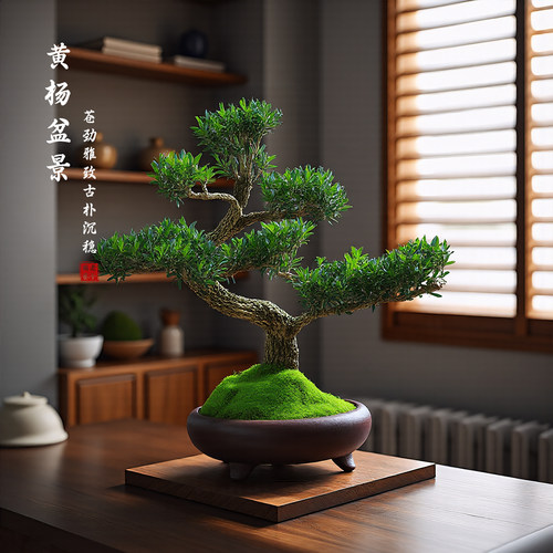 黄杨盆栽老桩造型盆景皱皮小叶植物庭院绿植四季常青禅意茶室盆景 - 图2