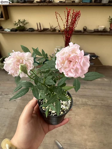 Девушка сакура джи Ракарио в горшках смеси творческий цветочный розовый окно балкон -двор Микро -зеленый растение скалолазает цветок