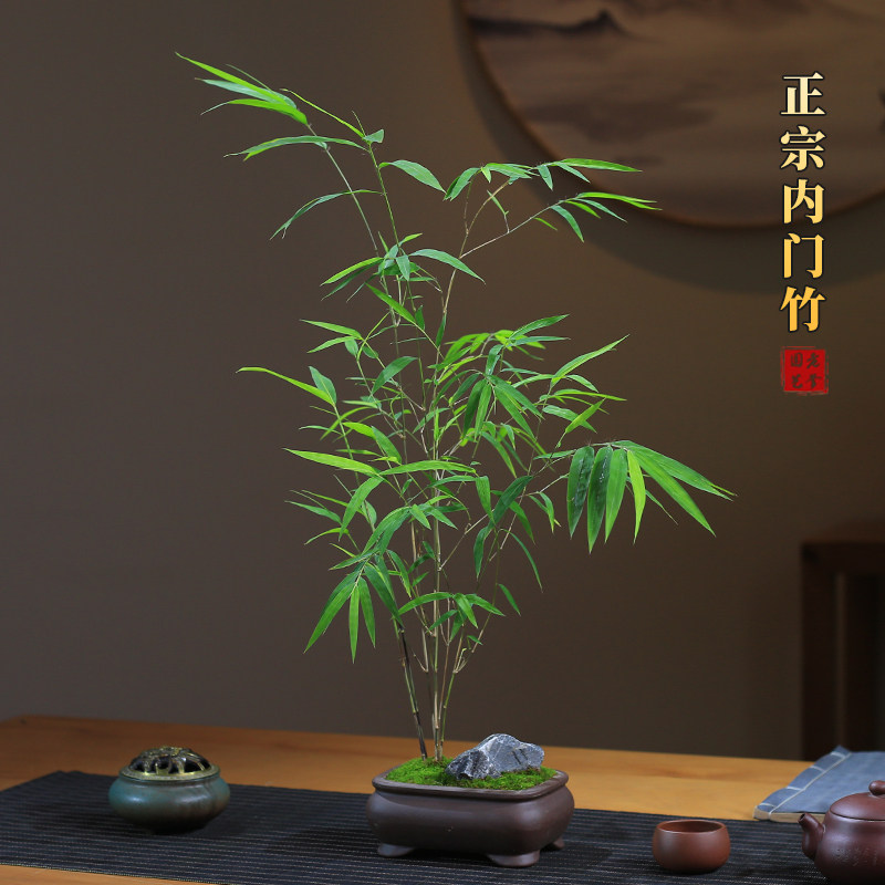 正宗内门竹盆栽竹子苗台湾茶桌观叶绿植桌面绿植盆景竹子室内盆栽,淘宝优惠券,粉丝福利购,淘宝优惠卷