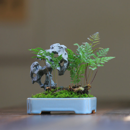 菖蒲蕨类小盆栽植物室内办公室桌面茶室四季常青创意绿植假山盆景 - 图2