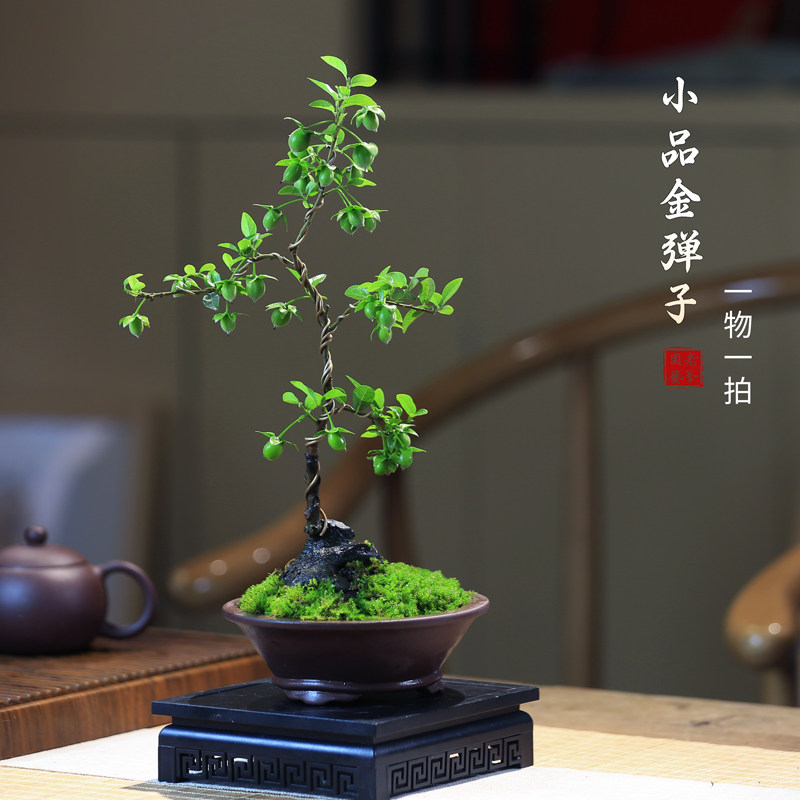 金弹子盆栽老桩一物一拍开花观果植物灌木禅意瓶兰造型盆景花卉,淘宝优惠券,粉丝福利购,淘宝优惠卷