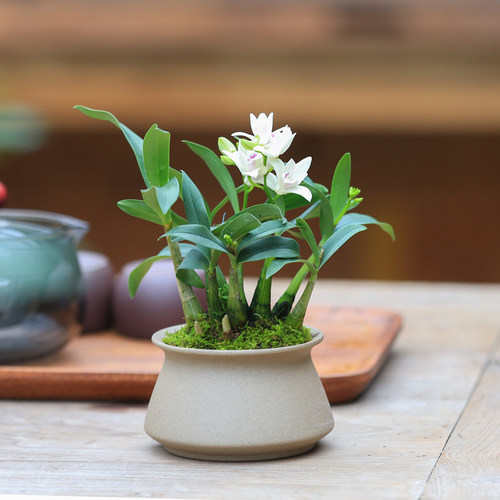 白花石斛兰盆栽带花茶室禅意盆景桌面花卉植物室内迷你兰花盆栽 - 图3
