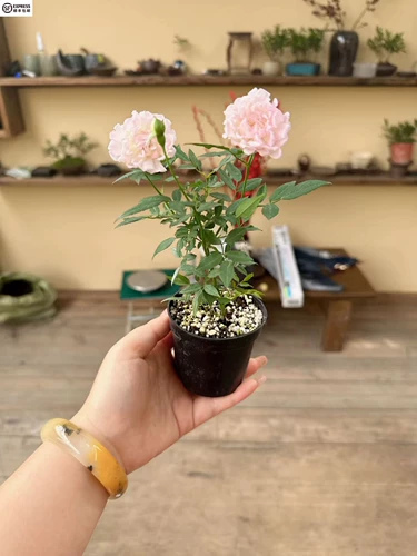 Девушка сакура джи Ракарио в горшках смеси творческий цветочный розовый окно балкон -двор Микро -зеленый растение скалолазает цветок