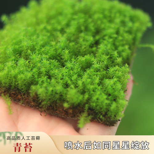 人工青苔星星苔藓砂藓情绪稳定绿植苔藓微景观庭院造景苔藓草皮 - 图2
