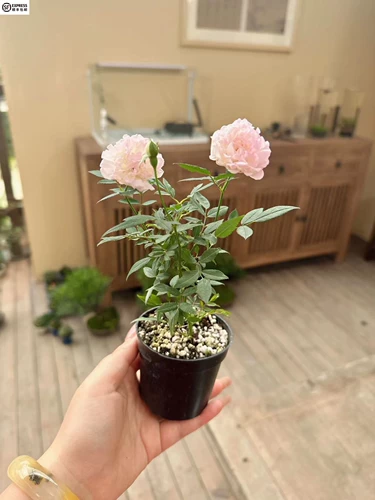 Девушка сакура джи Ракарио в горшках смеси творческий цветочный розовый окно балкон -двор Микро -зеленый растение скалолазает цветок