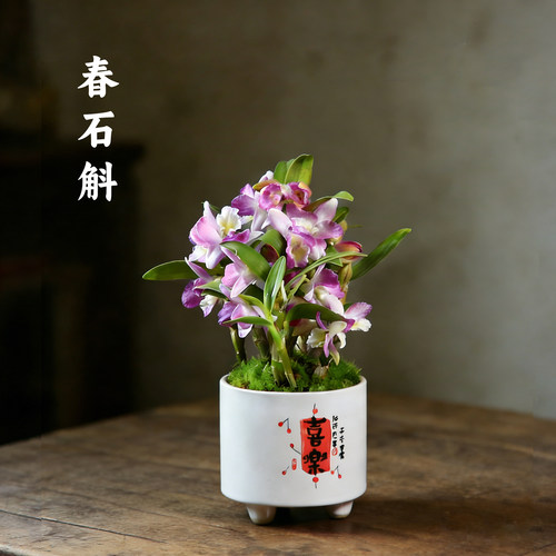 石斛兰盆栽带花苞粉花春石斛室内桌面绿植办公室装饰花卉植物摆件 - 图3