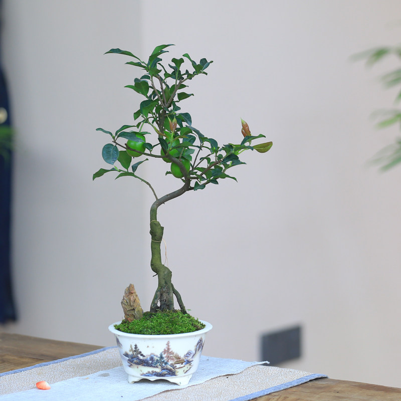 金弹子盆栽老桩一物一拍开花观果植物灌木禅意瓶兰造型盆景花卉,淘宝优惠券,粉丝福利购,淘宝优惠卷