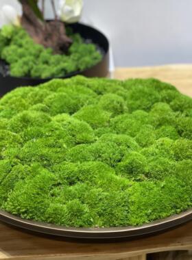 金属铜色永生苔藓盆景微景观
