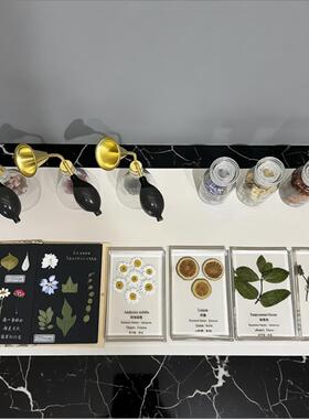 会所样板房植物花材手作标本