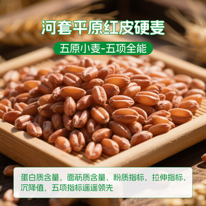 鑫乐全麦粉4kg河套平原全麦面粉含膳食纤维小麦胚芽绿色粗粮面粉