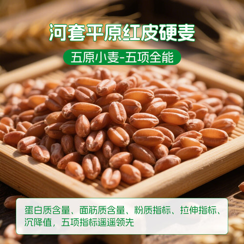 鑫乐全麦粉4kg河套平原全麦面粉含膳食纤维小麦胚芽绿色粗粮面粉 - 图0