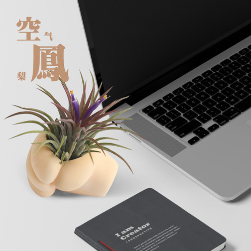 壹分皿空气凤梨空凤握了个草支架创意握草底座无土植物微景观 - 图1