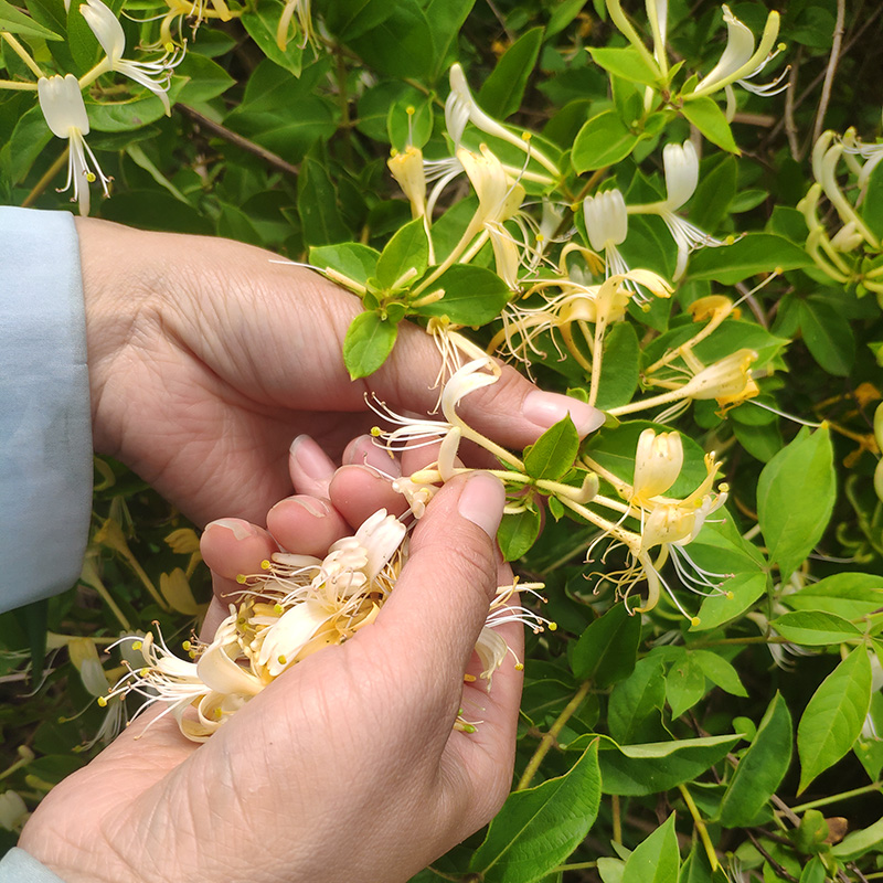 无硫野生金银花中药材干货特级正宗正品忍冬花山银花茶可宝宝洗澡-图1