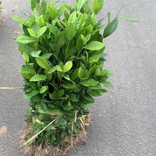 正宗茶叶苗龙井43号绿茶树苗安吉奶白特早茶乌牛早苗黄金芽苗 - 图0
