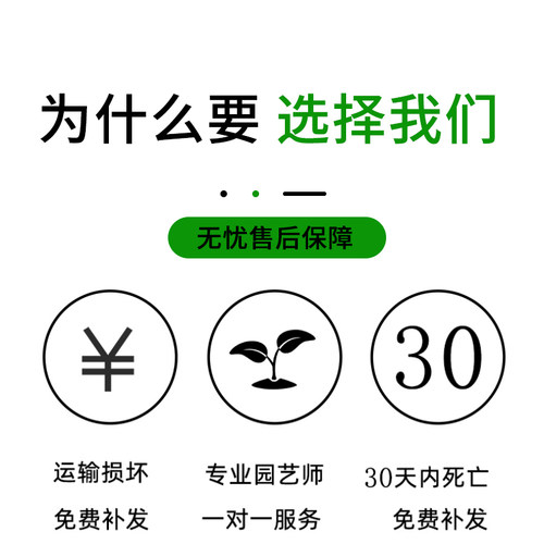 大叶牡丹栀子花棒棒糖盆栽苗带花苞重瓣独杆老桩树苗花卉绿植 - 图2