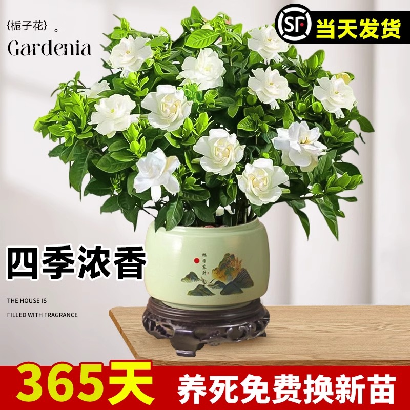 栀子花盆栽大苗浓香带花苞花卉植物办公室内阳台桌面四季开花绿植 - 图3