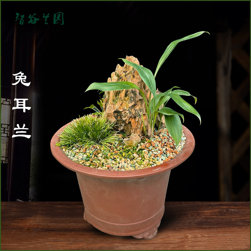 兰花兔耳兰盆栽澳洲香水石斛阳台庭院趣味盆景新鲜花卉家用绿植物,淘宝优惠券,粉丝福利购,淘宝优惠卷