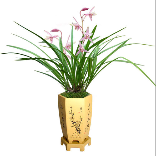 先明艺草建兰绿鸟嘴四季兰浓香复色花兰花草忆香荷花卉趣味绿植物 - 图3