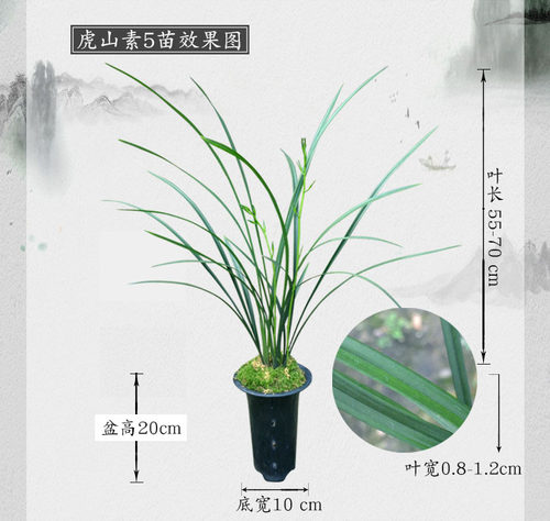 江西小叶细叶寒兰名贵素心兰花大叶寒兰虎山素建兰四季兰花卉植物 - 图0