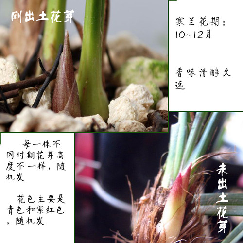 江西小叶细叶寒兰名贵素心兰花大叶寒兰虎山素建兰四季兰花卉植物 - 图1