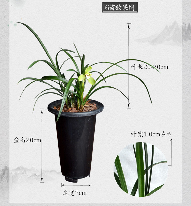 浓香老种春兰宋梅带花苞细叶名贵兰花西神知足素梅瓣观赏花卉盆栽,淘宝优惠券,粉丝福利购,淘宝优惠卷