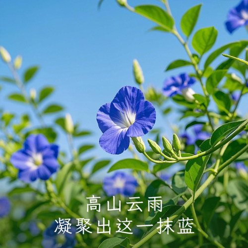 中广德盛 蝶豆花干花蓝蝴蝶搭斑斓粉洛神花茶柠檬片商用调色染色 - 图2
