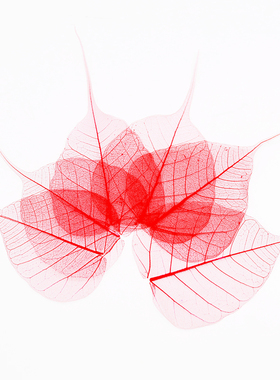 蝉之宜天然菩提叶脉干花贴画