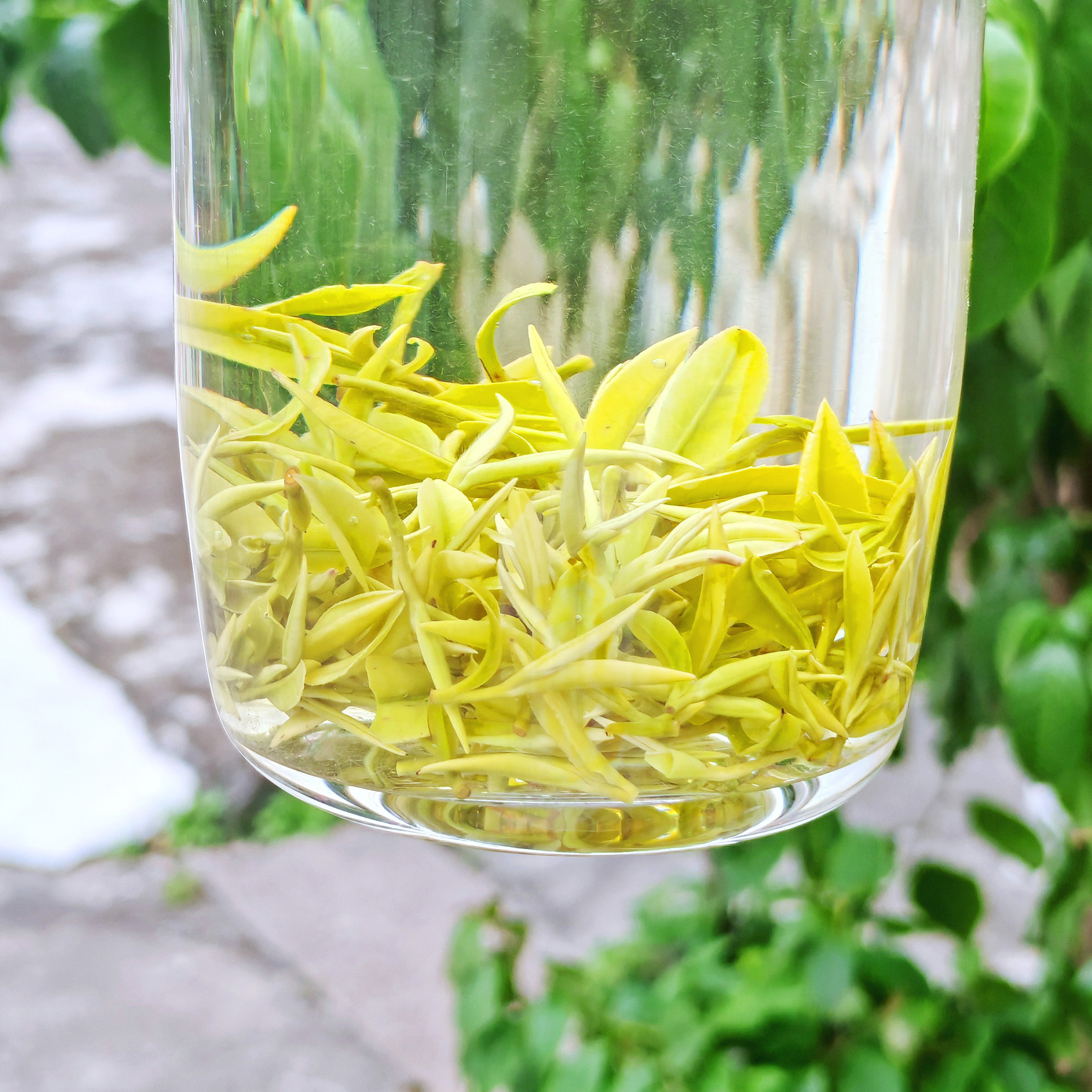 景白2号白玉仙【开园头采4优-乐茁绿茶】2026年新茶金奖惠明茶