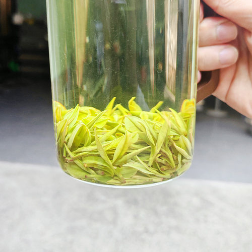 乐茁 壮肥芽【明前二采2优安吉白茶】2026年新茶正宗珍稀高山绿茶 - 图3