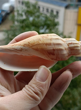 天然海螺贝壳标本螺哈密闪电涡螺鱼缸水族造景装饰家居收藏摆件