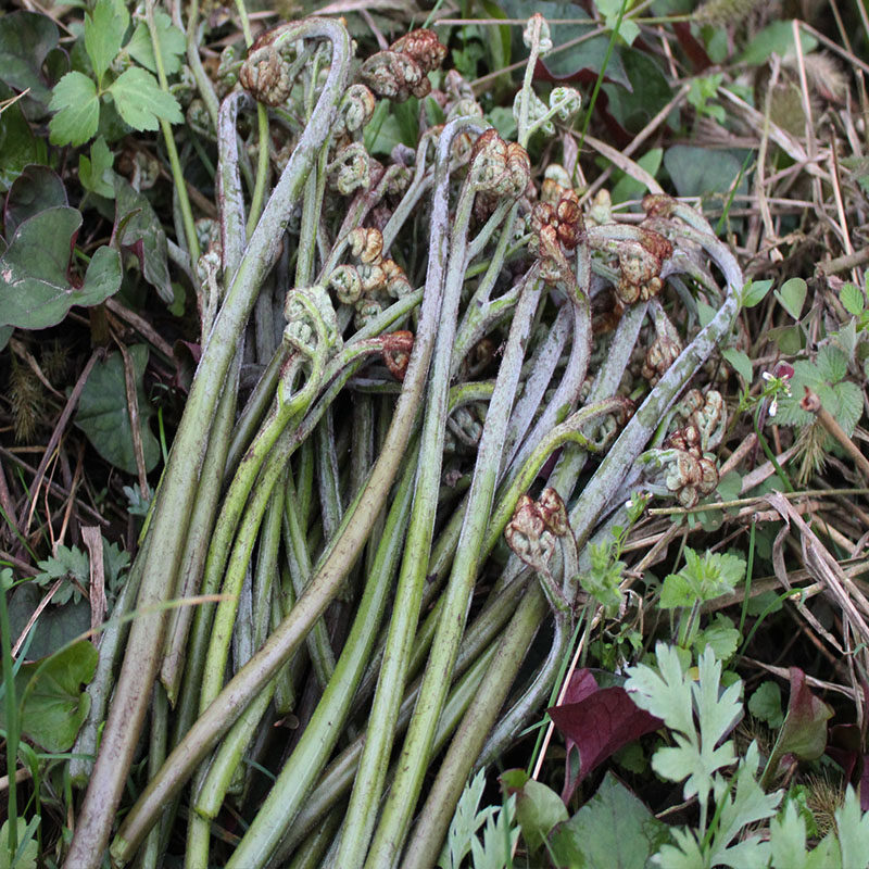 贵州野生蕨菜 新鲜现摘龙爪菜甜蕨菜 应季蔬菜蕨菜 新鲜蕨菜5斤