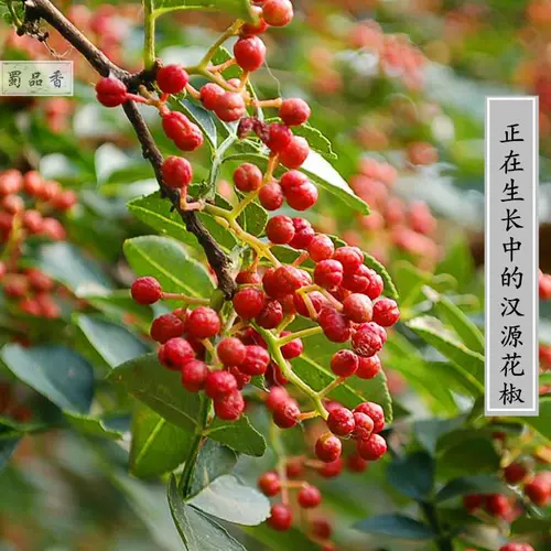 Новые товары Sichuan Dahongpao Temu Hanhuan Zanthong 500G MaoWen Red Mah Pepper Journ