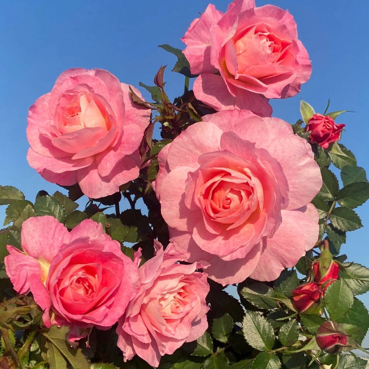 海神王阳台  大花多头抗病微型阳台系列玫瑰勤花盆栽 大花勤花,淘宝优惠券,粉丝福利购,淘宝优惠卷