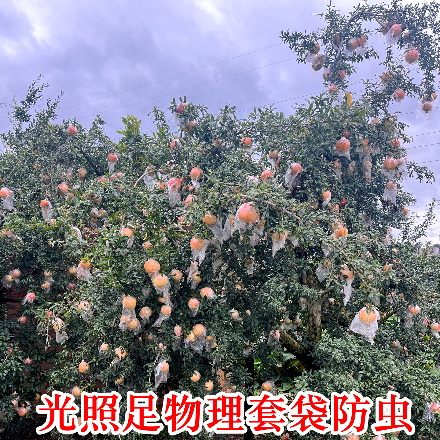 图 5