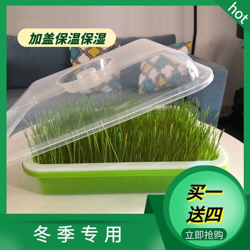 豆芽发芽盆芽苗菜育苗盘家用水培无土栽培蔬菜种孑籽豌豆尖种植盘 - 图0