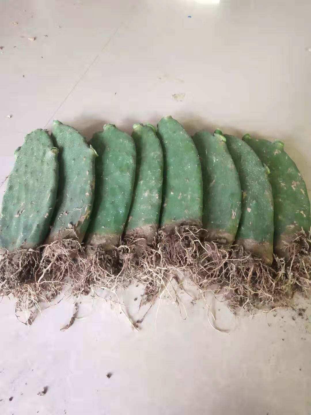 新鲜仙人掌绿色多肉植物盆栽可药用食用仙人掌米邦塔美容外敷内服 精品大花卉 淘优券