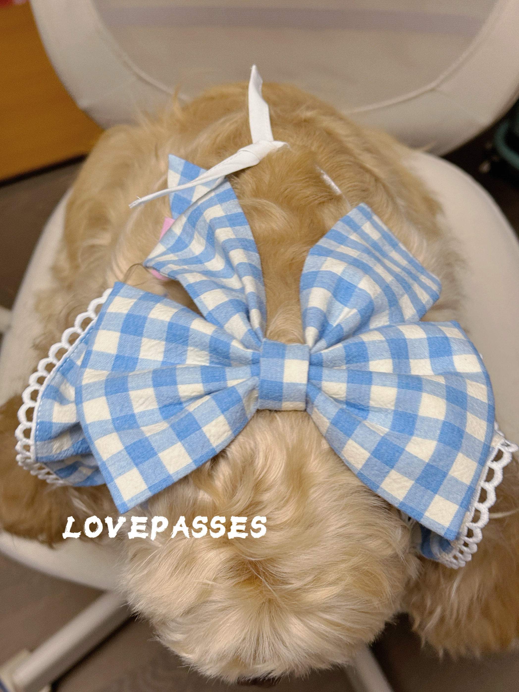 新品大耳朵狗狗美卡宠物耳套耳花口水巾外出吃饭防脏可爱纯棉卡通,淘宝优惠券,粉丝福利购,淘宝优惠卷