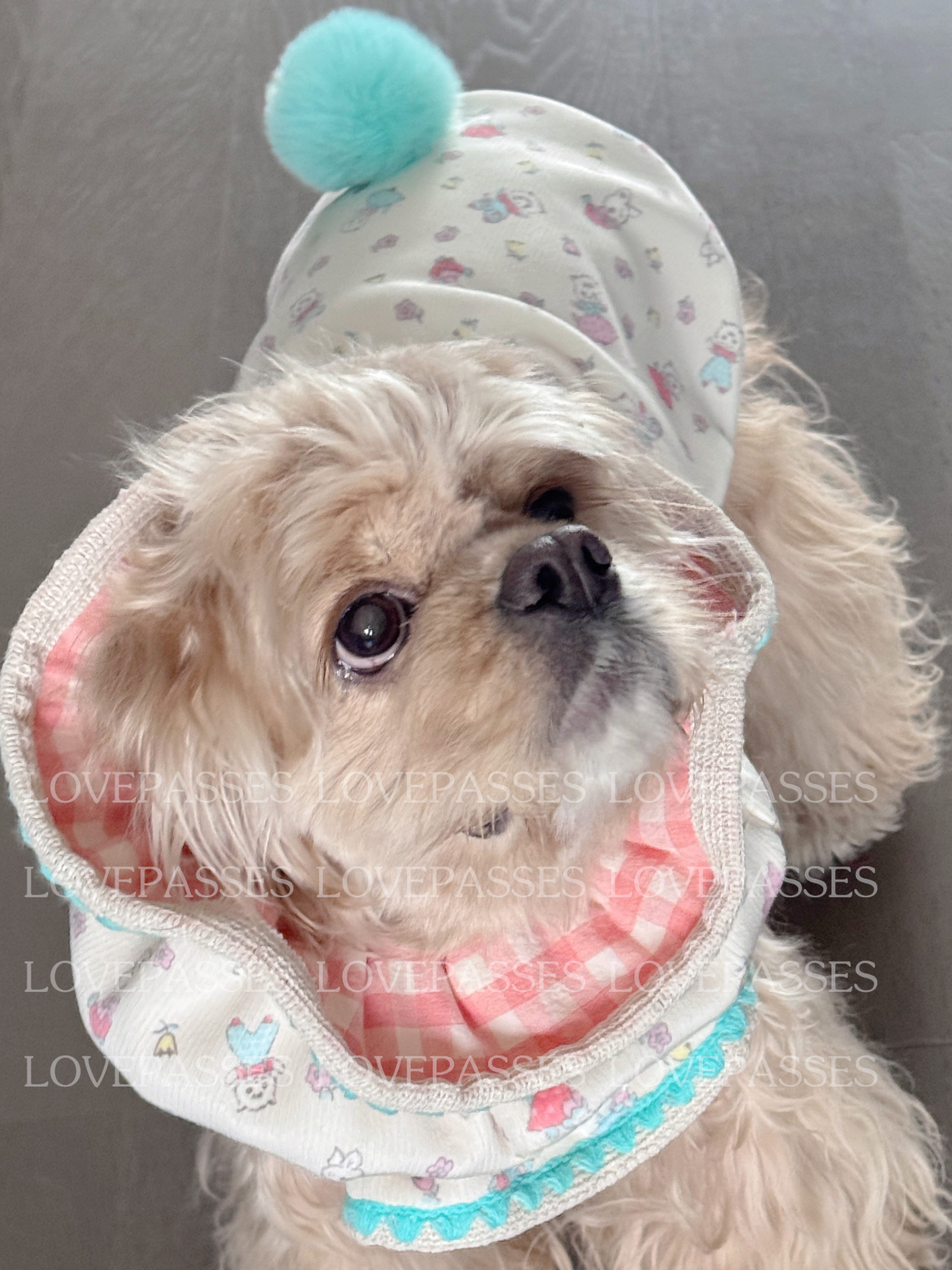 2026新品｜狗狗衣服耳套宠加厚网红无袖韩风卡通猫咪开衫可爱背心,淘宝优惠券,粉丝福利购,淘宝优惠卷