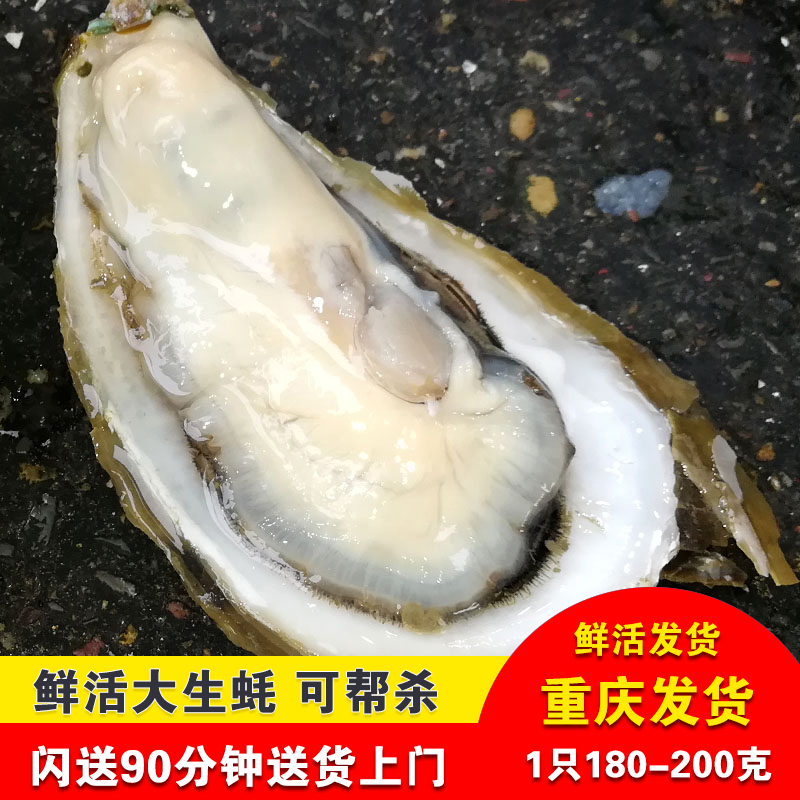 威海乳山生蚝鲜活大生蚝新鲜牡蛎海蛎子可烧烤蒜蓉四川重庆水产-图0