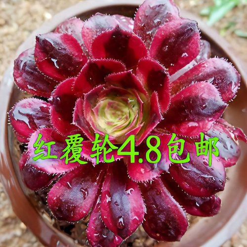 法师美杜莎红覆轮万圣节圆叶黑法师欧紫缀化多肉植物室内盆栽大颗 - 图0