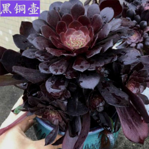 法师美杜莎红覆轮万圣节圆叶黑法师欧紫缀化多肉植物室内盆栽大颗 - 图2