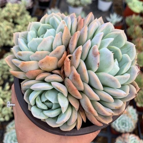 墨西哥雪球控养精选状态单多头多肉植物室内阳台楼顶盆栽绿植花卉 - 图2