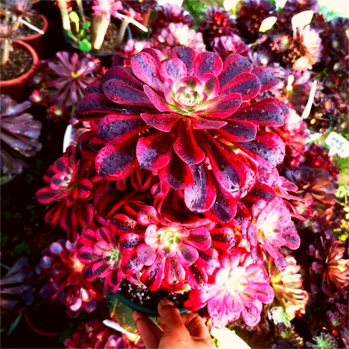 法师美杜莎红覆轮万圣节圆叶黑法师欧紫缀化多肉植物室内盆栽大颗 - 图1